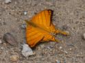 Marpesia berania (Orange Daggerwing).jpg
